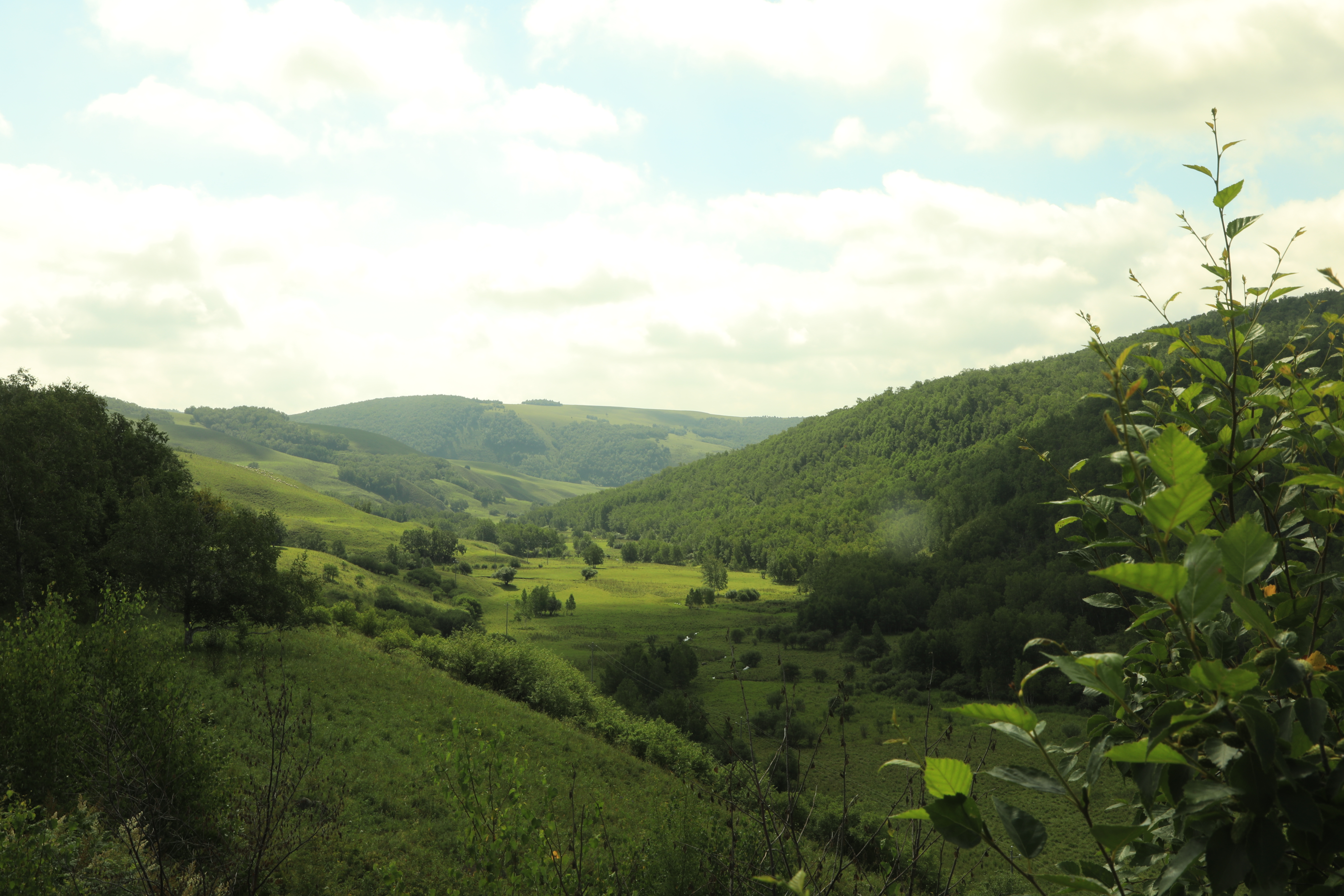 宝格达乌拉国家森林公园-森林景观