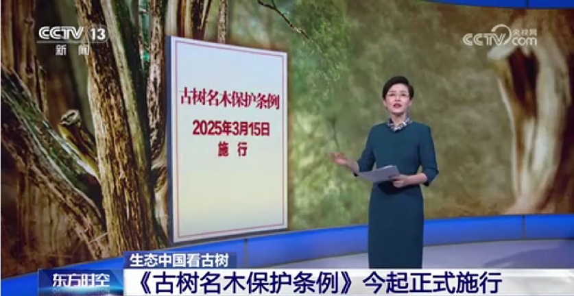 《古树名木保护条例》今起正式施行
