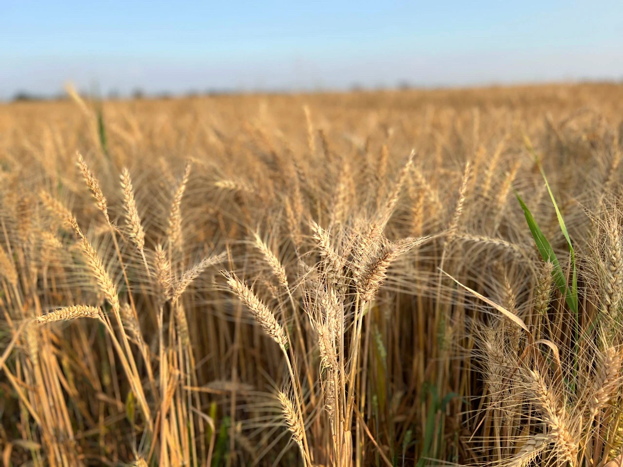 金色麦田话丰收