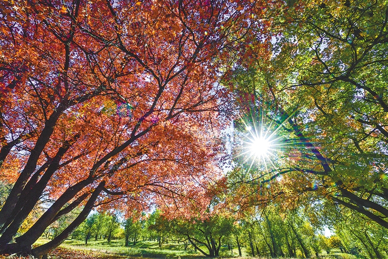 红叶传情 “枫”景迷人